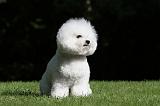 BICHON FRISE 423